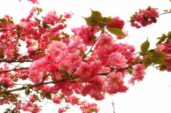 园博园樱花4