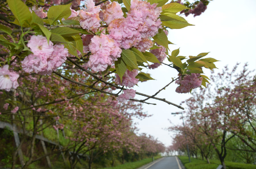 樱花