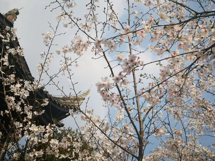 微信图片_20200228101319.png